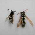 Yellowjacket-and-paper wasp